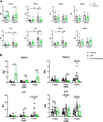 The Effects of Acute and Chronic Selective Phosphodiesterase 1 Inhibition on Smooth Muscle Cell-Associated Aging Features